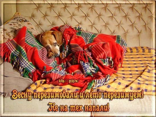 Праздник кутания в пледы