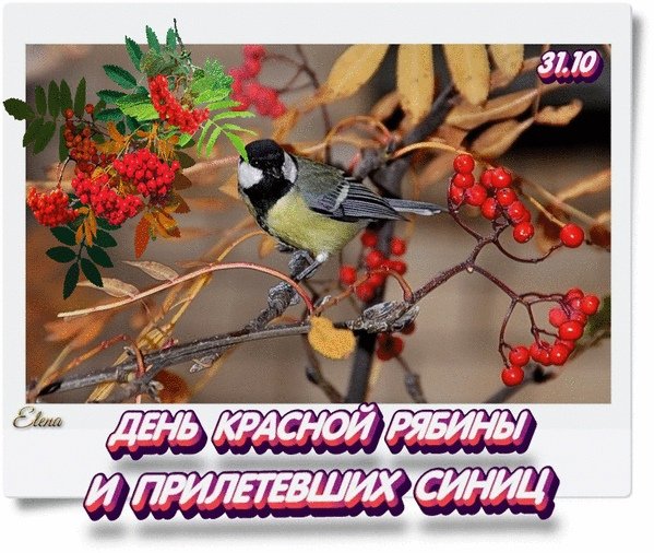 День красной рябины и прилетевших синиц 31 октября гифки