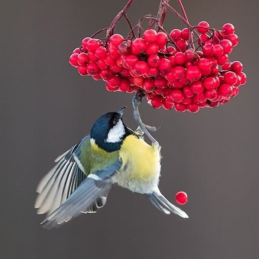 Синица на рябине