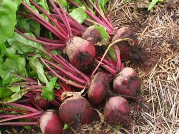 Свекла Фекла