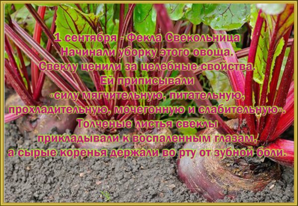 Фекла-Свекольница (Андрей-тепляк)