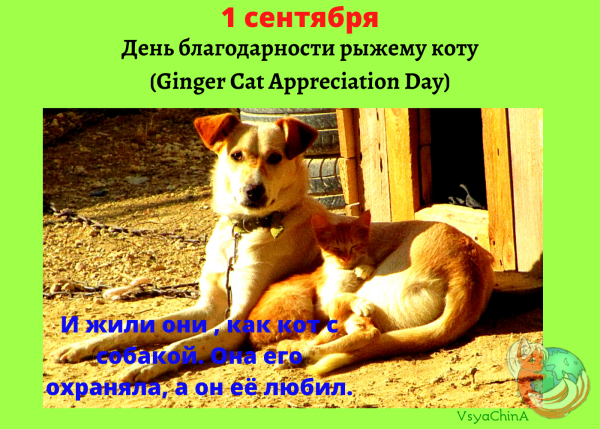 День благодарности рыжему коту 1 сентября