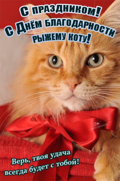 День благодарности рыжему коту
