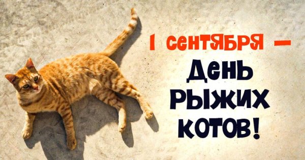 День благодарности рыжему коту