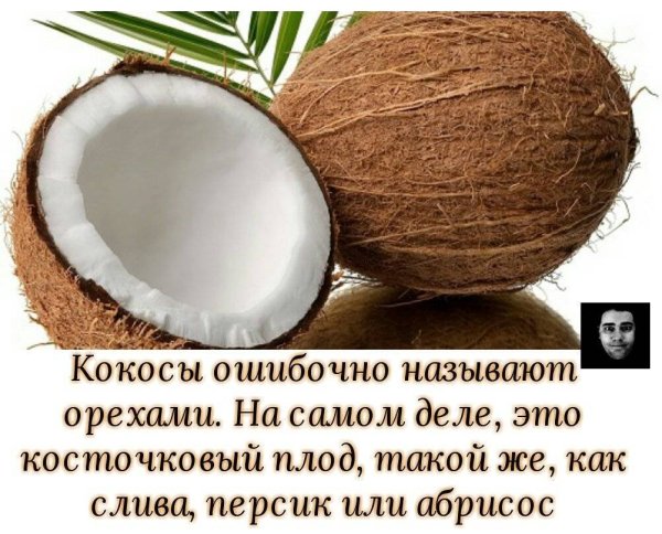 Строение кокосового ореха