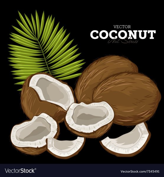 Изображение кокоса в формате вектор