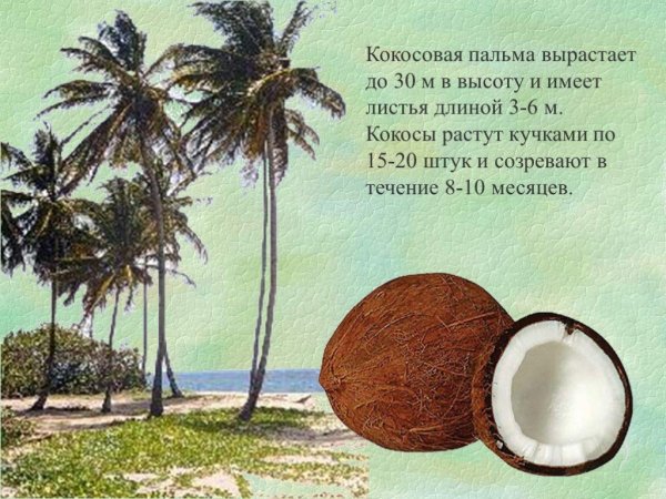 Кокос для презентации