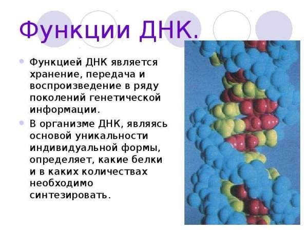 Уникальность ДНК
