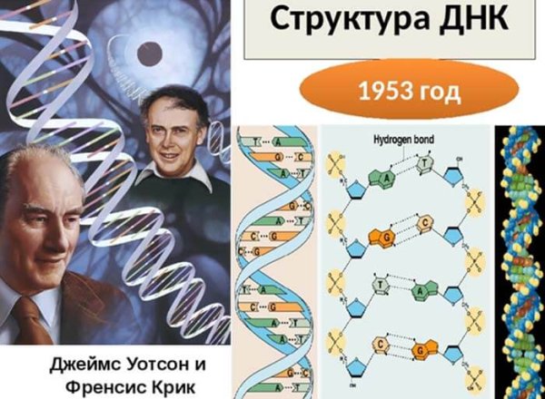 Джеймс Уотсон и Фрэнсис крик ДНК