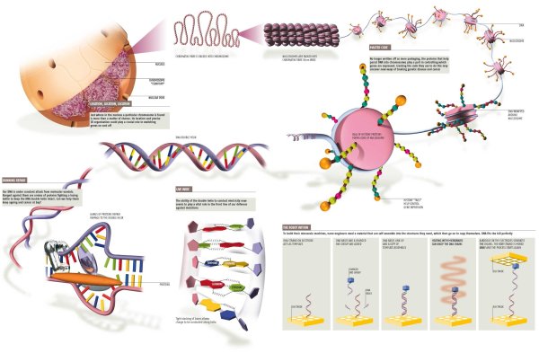 ДНК инфографика