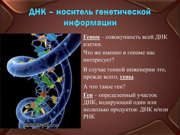 ДНК И наследственная информация