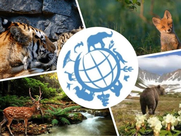 Защита природы и животных