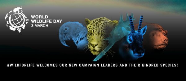 День защиты дикой природы