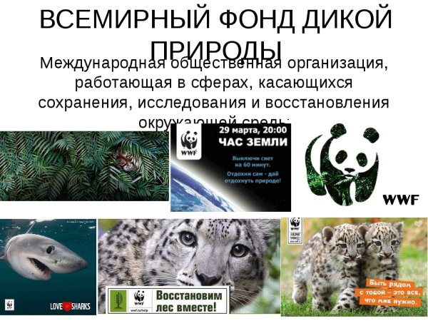 Фонд дикой природы WWF В России