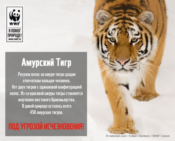 Амурский тигр ВВФ
