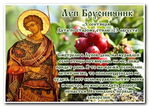 5 Сентября Луппа брусничник