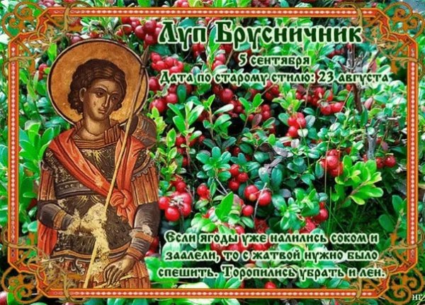 6 Сентября луп брусничник картинки