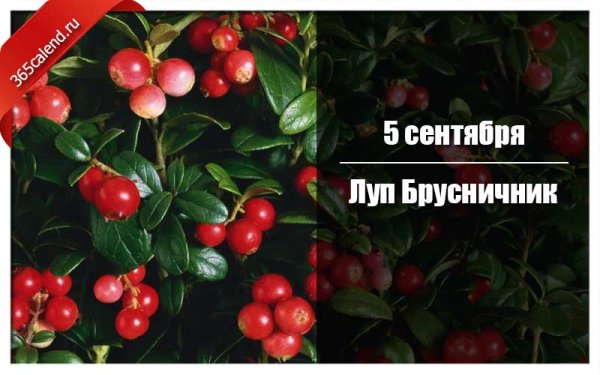 Луппа брусничник