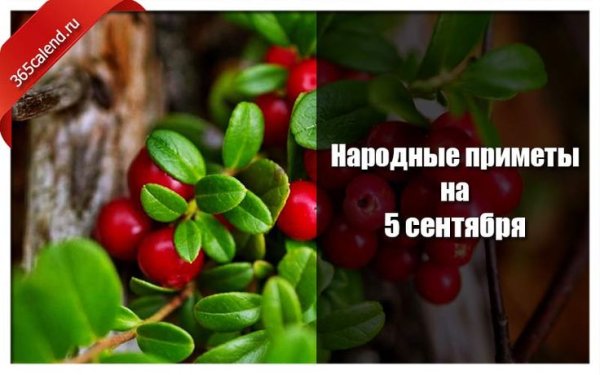 Луп брусничник приметы