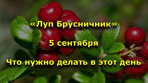 5 Сентября Луппа брусничник