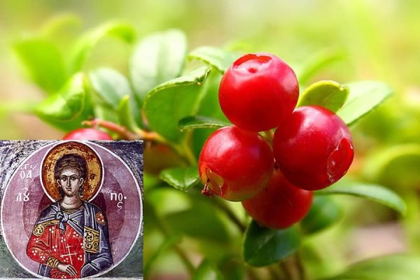 5 Сентября Луппа брусничник