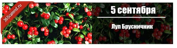 Луппа брусничник