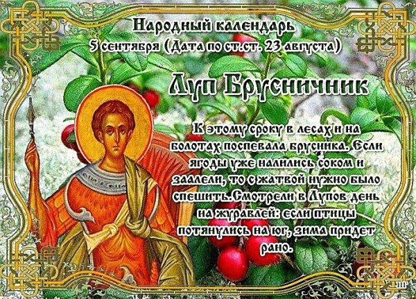 5 Сентября Луппа брусничник
