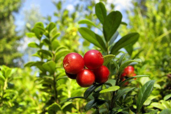 Брусника семейство