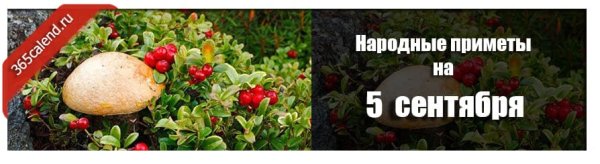 Луп брусничник 5 сентября