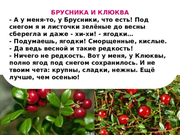 Что лучше клюква или брусника