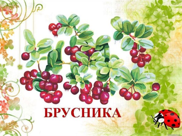 Картинки лекарственные растения для дошкольников