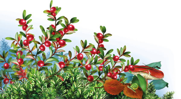 Клюква для дошкольников