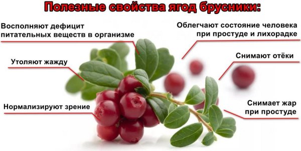 Чем полезна брусника