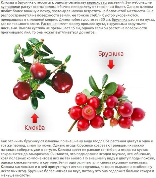 Клюква и брусника разница