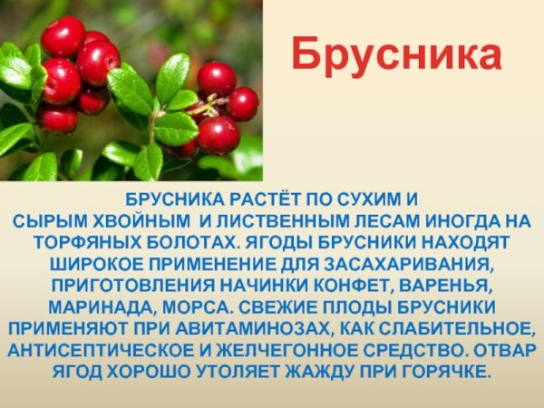 Лекарственные растения леса брусника