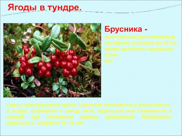 Брусника описание ягоды