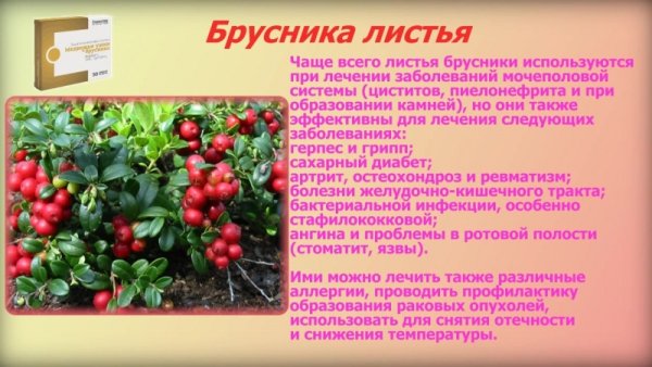 Медвежьи ушки Сибирское и брусника Сибирское здоровье