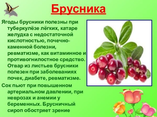 Брусника полезна для почек