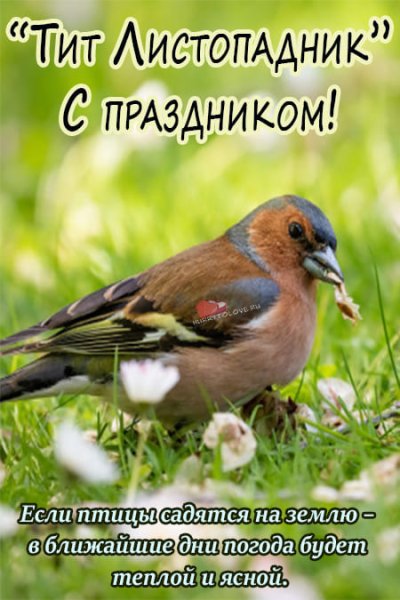 Тит Листопадник