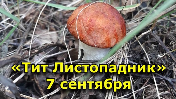 Тит Листопадник