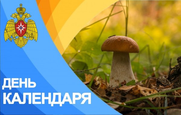 День сбора грибов 7 сентября