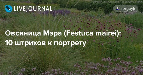 Овсяница мэра (Festuca mairei) уход