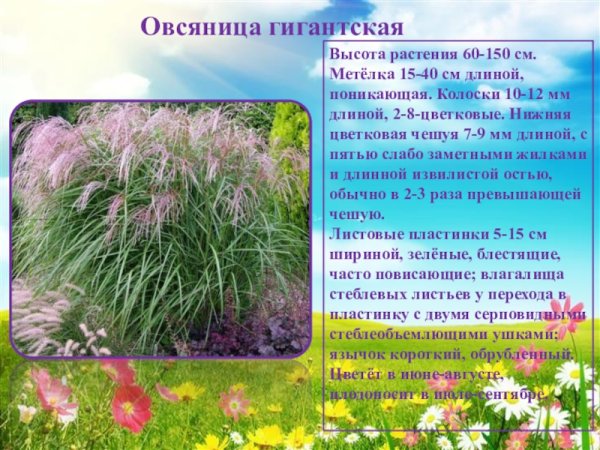 Овсяница исполинская