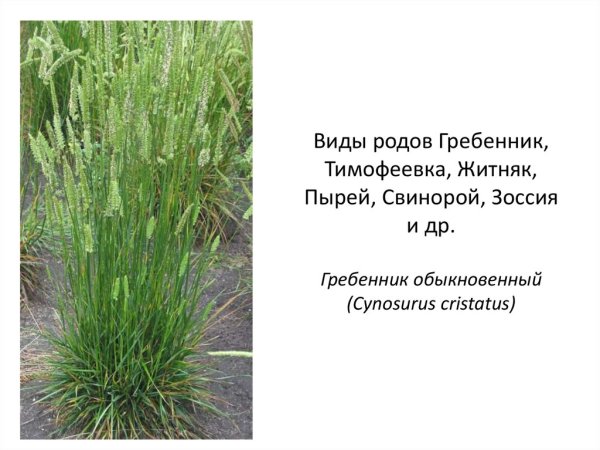 Гребенник обыкновенный, Cynosurus cristatus