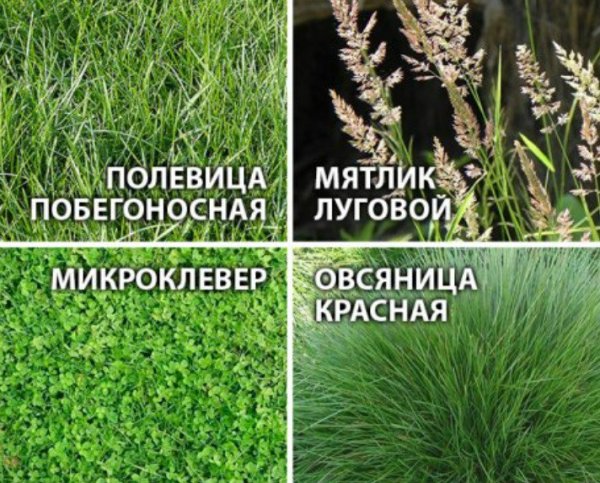 Овсяница Полевица