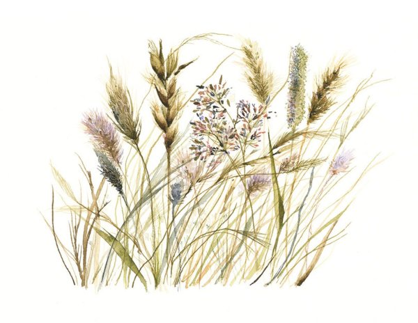 Pampas grass акварель