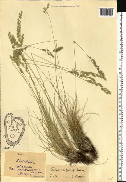 Овсяница Волжская