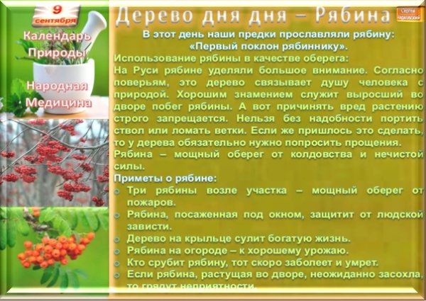 Если много рябины приметы