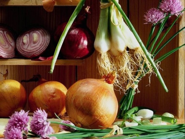 Луковичные овощные растения