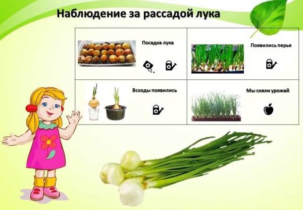 Схема наблюдения за ростом лука в детском саду